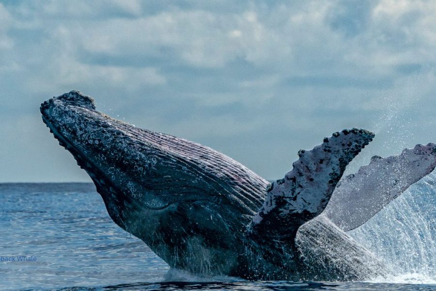 Humpback-Whale-2 miches