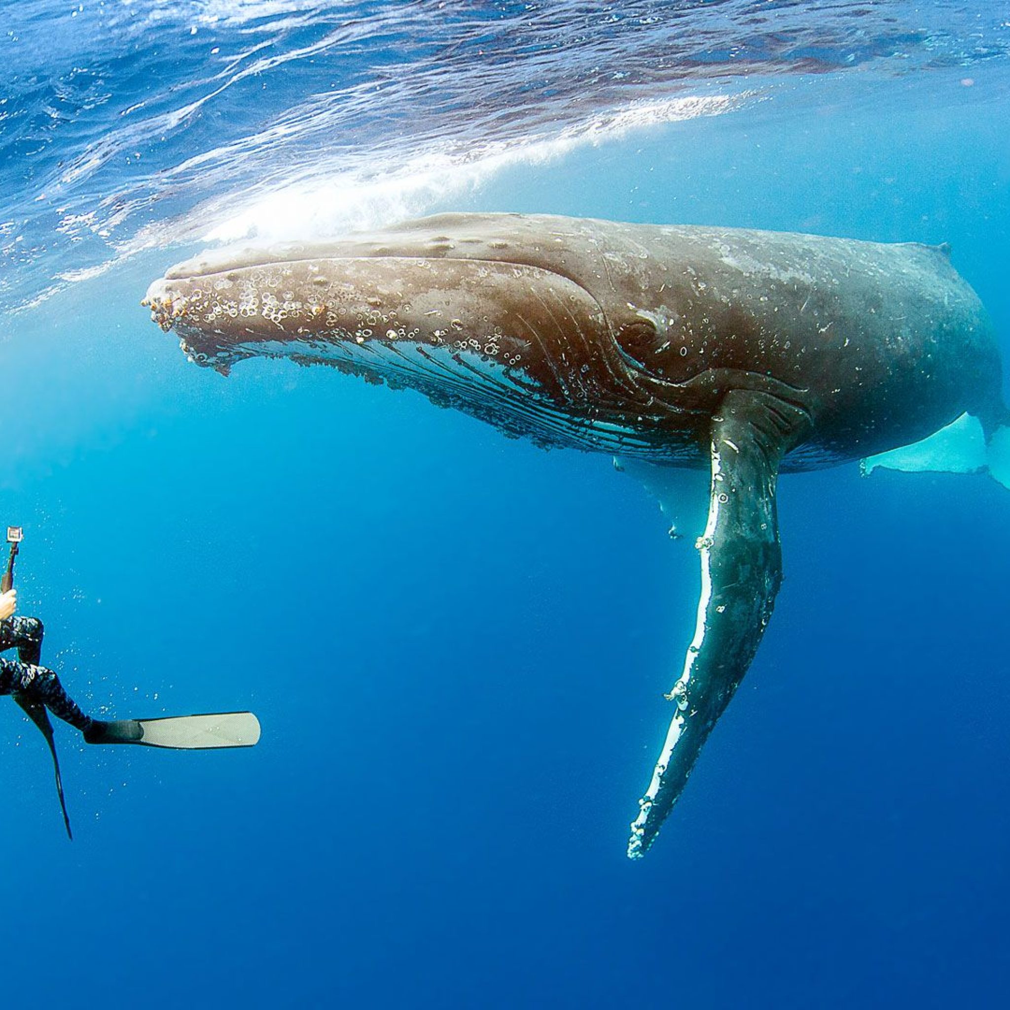 swiming with whales in Miches