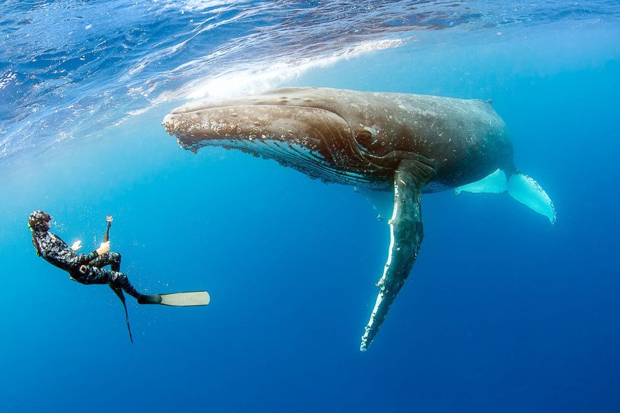 swiming with whales in Miches