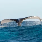 whale-watching-in-Miches tours