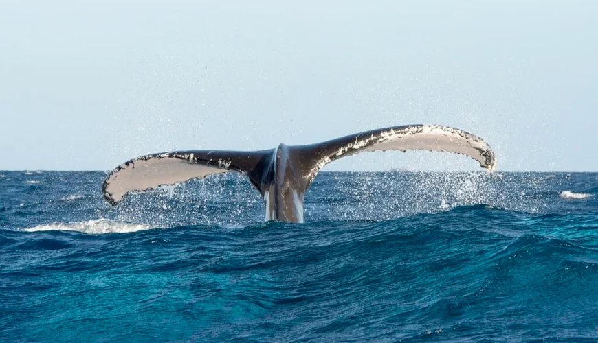 whale-watching-in-Miches tours
