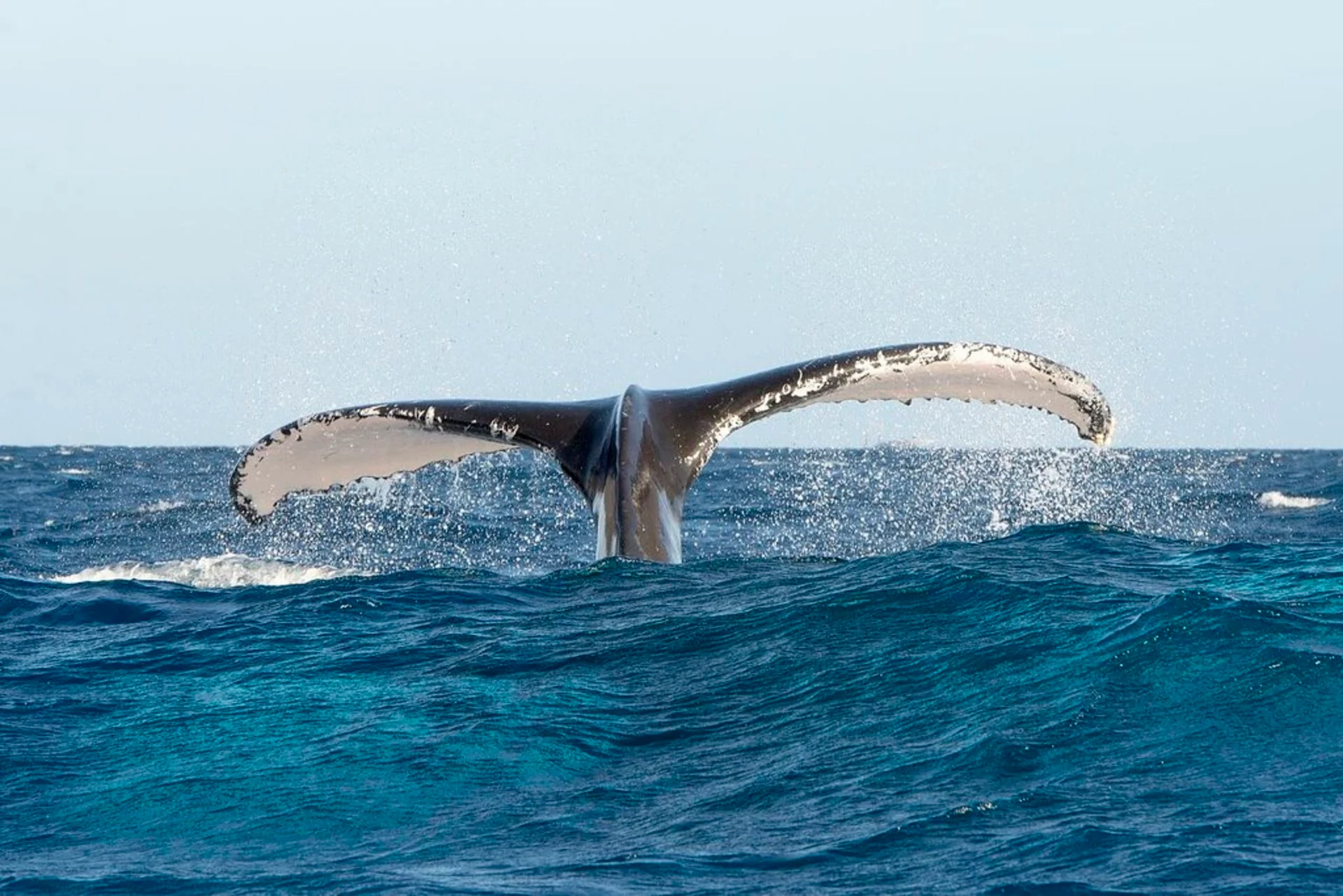 whale-watching-in-Miches tours