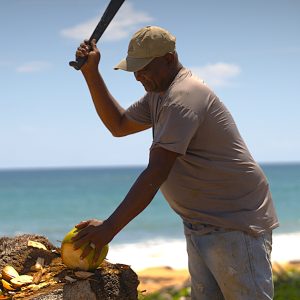 coconut on the beach in Miches city tours