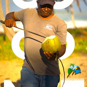 coconut on the beach in miches